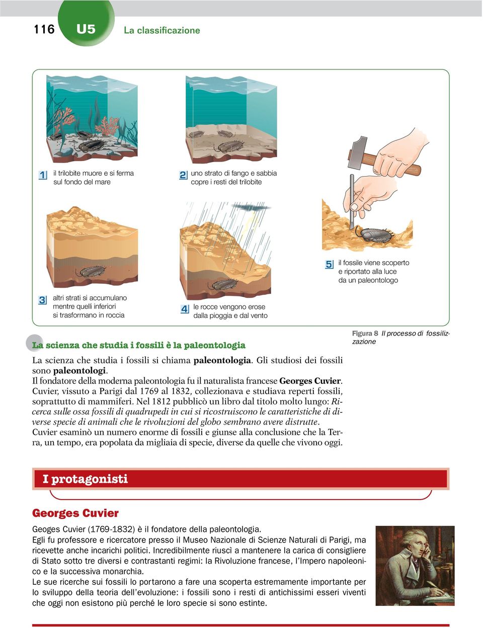 riportato alla luce da un paleontologo 3 altri strati si accumulano mentre quelli inferiori si trasformano in roccia 4 le rocce vengono erose dalla pioggia e dal vento La scienza che studia i fossili