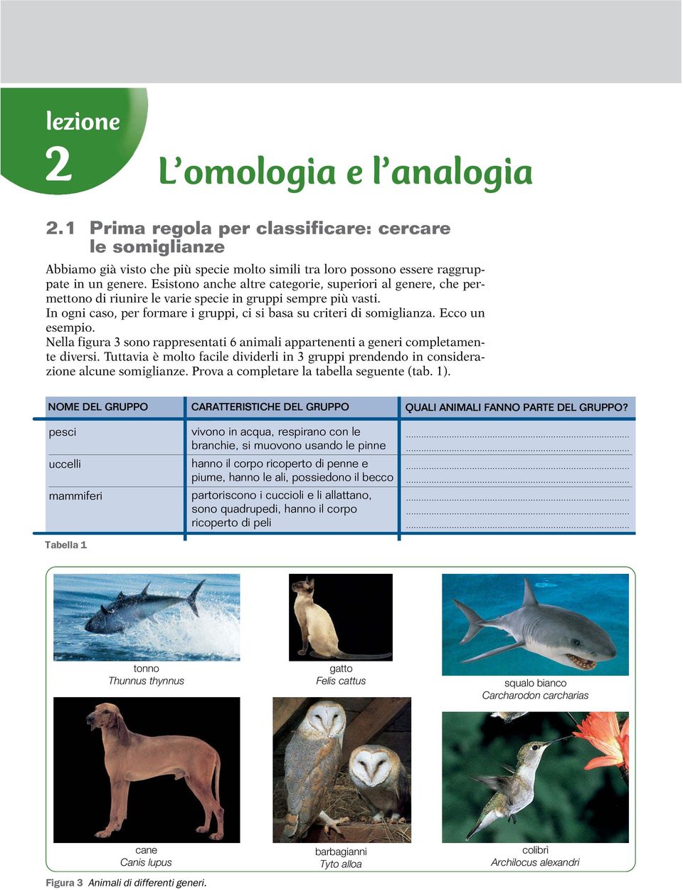 Ecco un esempio. Nella figura 3 sono rappresentati 6 animali appartenenti a generi completamente diversi. Tuttavia è molto facile dividerli in 3 gruppi prendendo in considerazione alcune somiglianze.