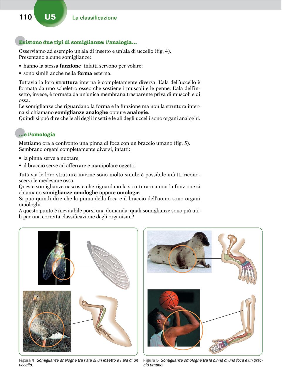 L ala dell uccello è formata da uno scheletro osseo che sostiene i muscoli e le penne. L ala dell insetto, invece, è formata da un unica membrana trasparente priva di muscoli e di ossa.