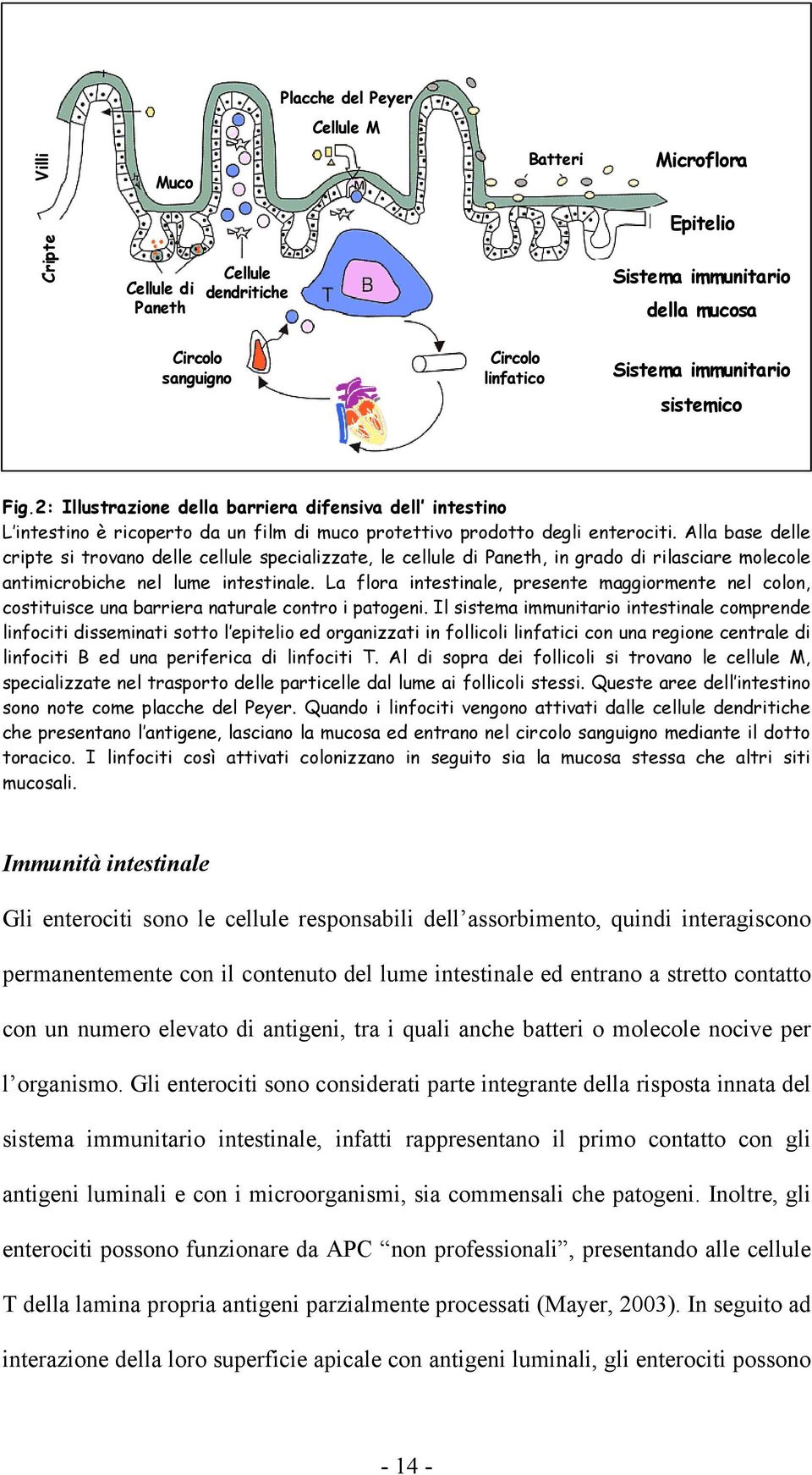 Alla base delle cripte si trovano delle cellule specializzate, le cellule di Paneth, in grado di rilasciare molecole antimicrobiche nel lume intestinale.