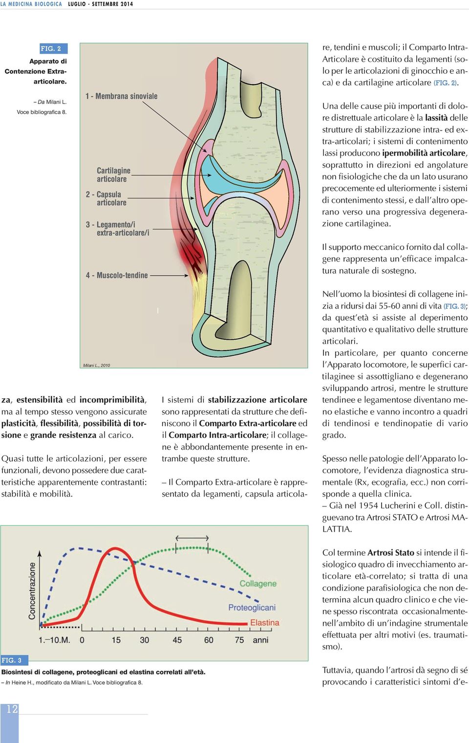 articolare, tendini e muscoli; il Comparto Intra- Articolare è costituito da legamenti (solo per le articolazioni di ginocchio e anca) e da cartilagine articolare (FIG. 2).