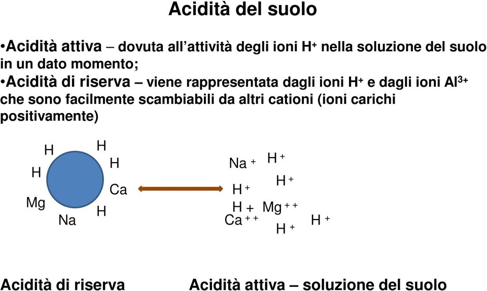 che sono facilmente scambiabili da altri cationi (ioni carichi positivamente) H Mg H H H Na +