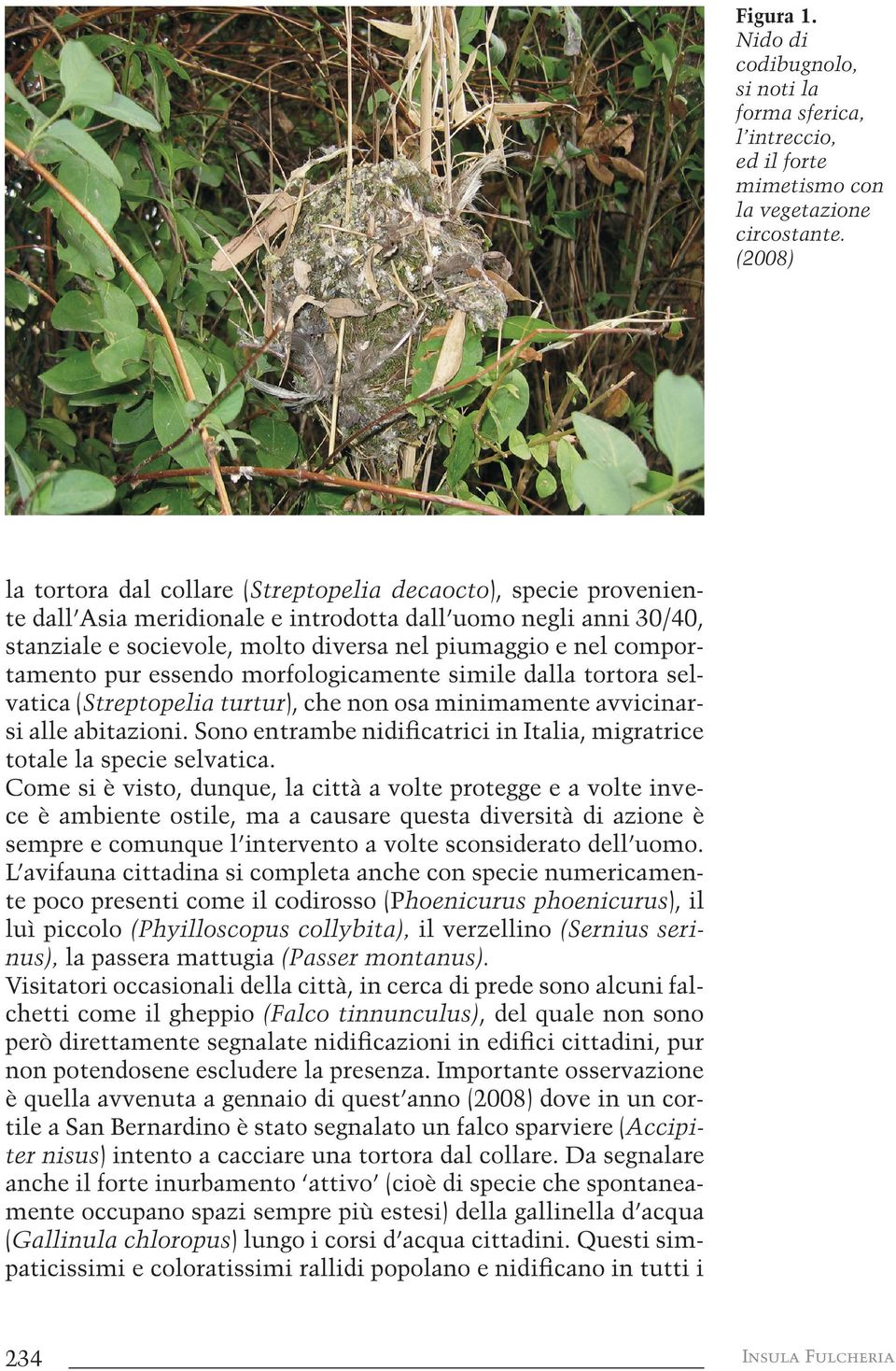 comportamento pur essendo morfologicamente simile dalla tortora selvatica (Streptopelia turtur), che non osa minimamente avvicinarsi alle abitazioni.