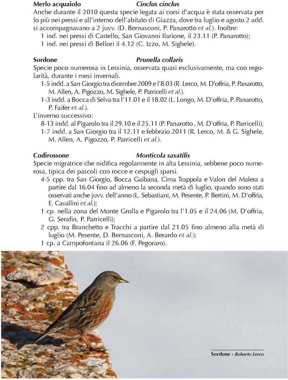 Izzo, M. Sighele). Sordone Prunella collaris Specie poco numerosa in Lessinia, osservata quasi esclusivamente, ma con regolarità, durante i mesi invernali. 1-5 indd.