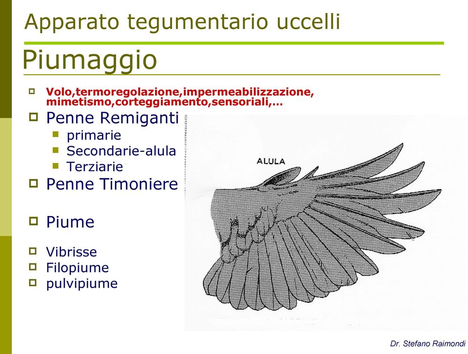 mimetismo,corteggiamento,sensoriali, Penne Remiganti