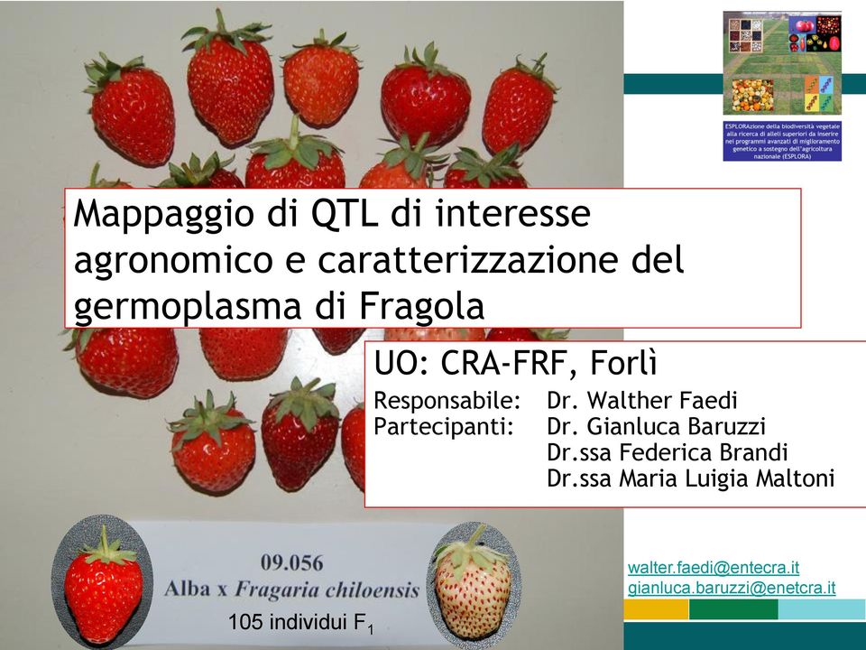 Walther Faedi Partecipanti: Dr. Gianluca Baruzzi Dr.