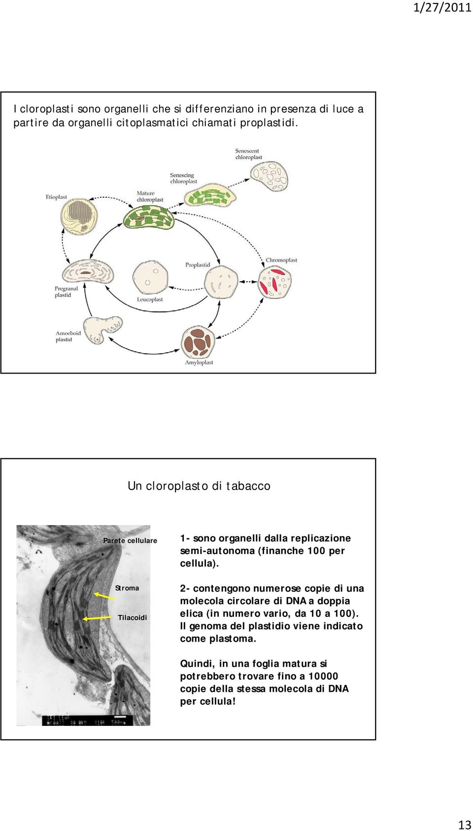 cellula). 2- contengono numerose copie di una molecola circolare di DNA a doppia elica (in numero vario, da 10 a 100).