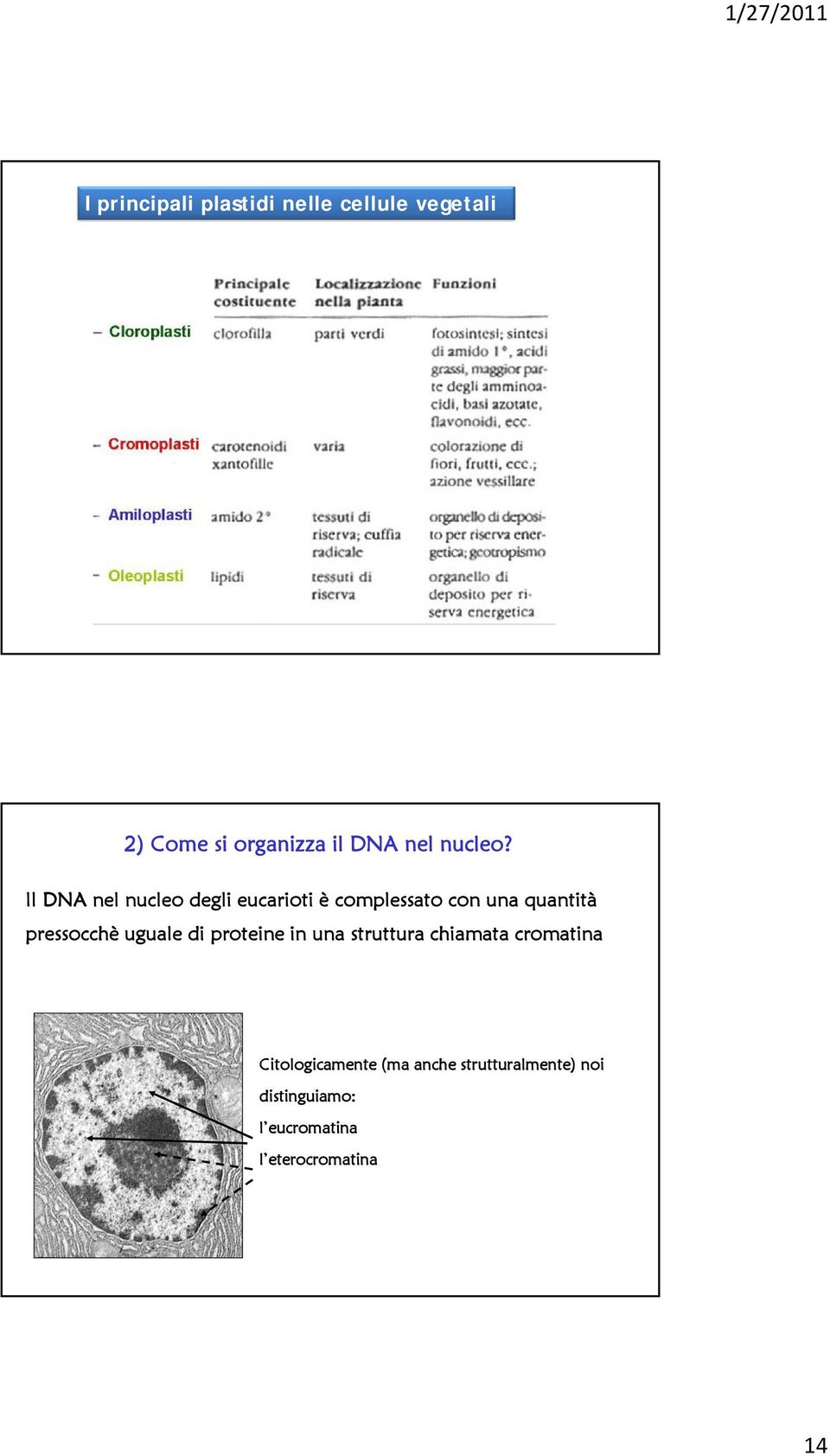 Il DNA nel nucleo degli eucarioti è complessato con una quantità pressocchè