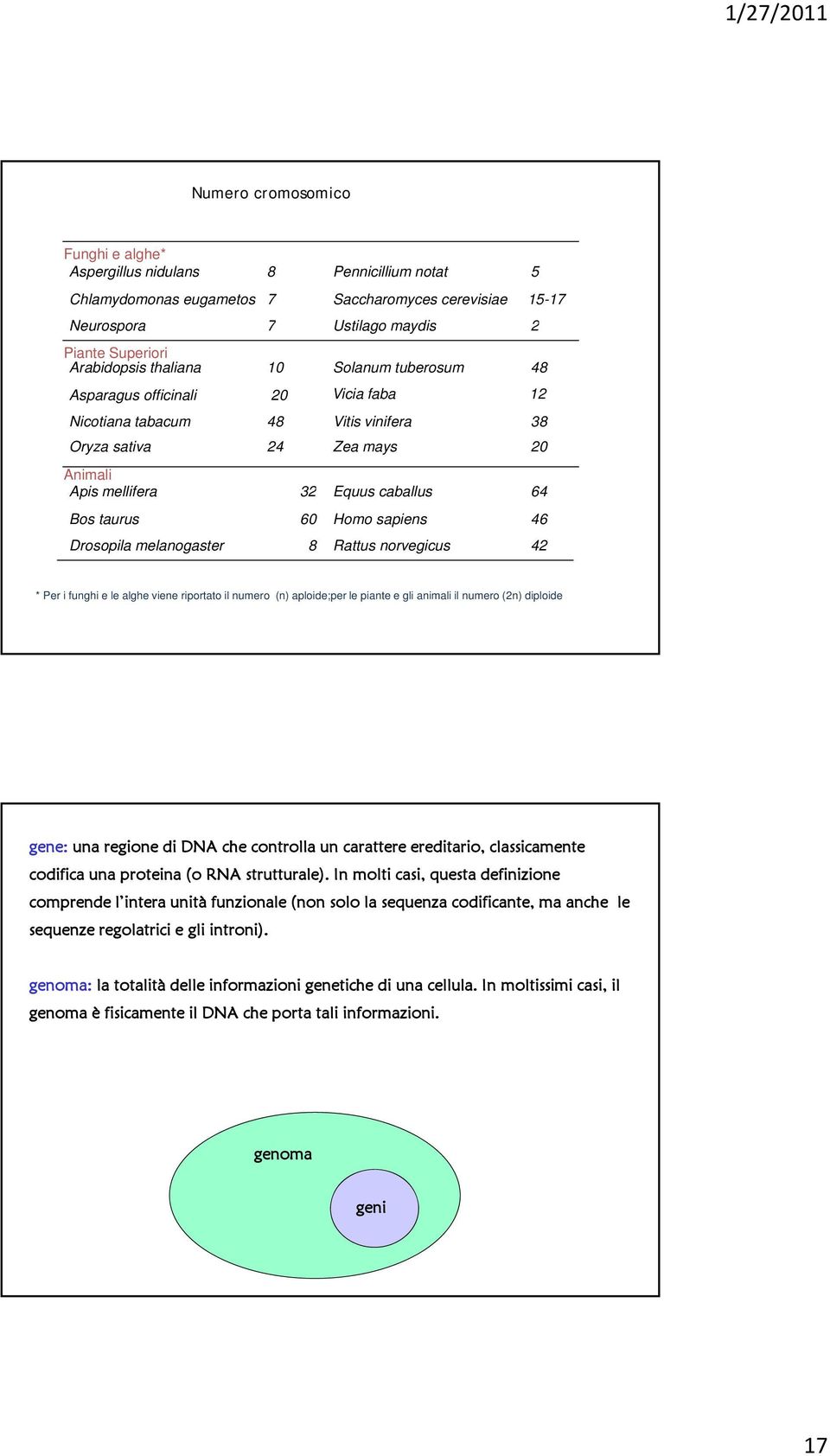 Homo sapiens 46 Drosopila melanogaster 8 Rattus norvegicus 42 * Per i funghi e le alghe viene riportato il numero (n) aploide;per le piante e gli animali il numero (2n) diploide gene: una regione di