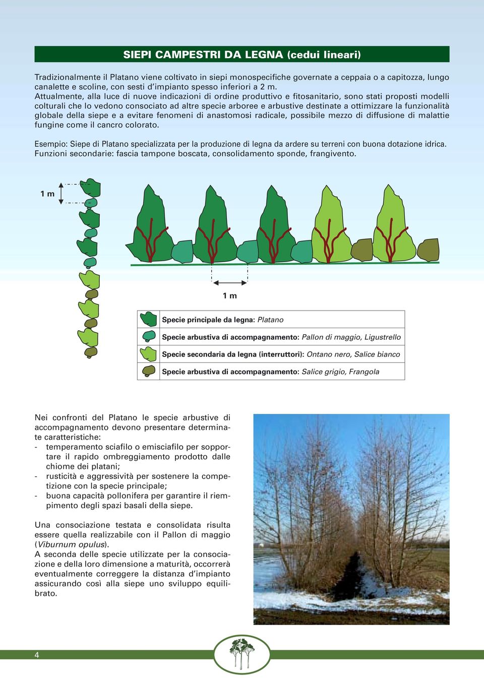 Attualmente, alla luce di nuove indicazioni di ordine produttivo e fitosanitario, sono stati proposti modelli colturali che lo vedono consociato ad altre specie arboree e arbustive destinate a
