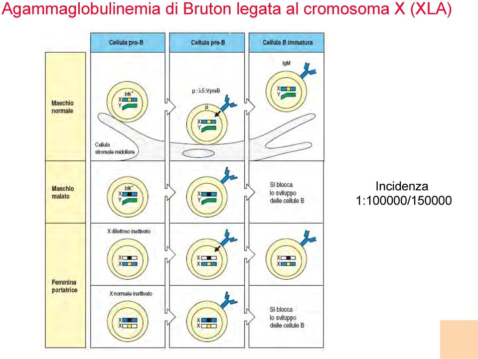 cromosoma X (XLA) 9