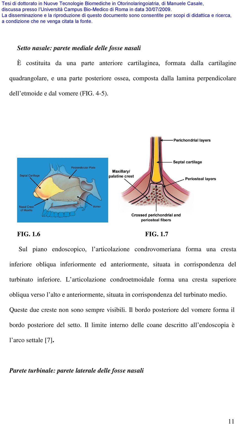 6 FIG. 1.7 Sul piano endoscopico, l articolazione condrovomeriana forma una cresta inferiore obliqua inferiormente ed anteriormente, situata in corrispondenza del turbinato inferiore.