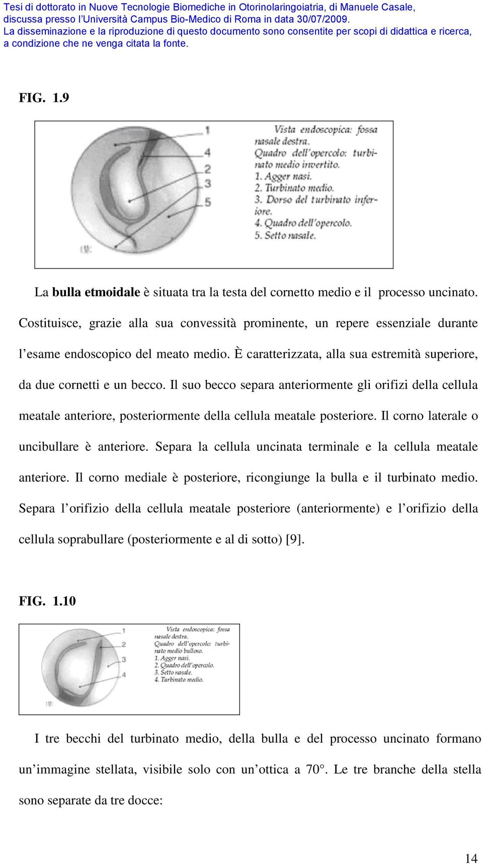 Il suo becco separa anteriormente gli orifizi della cellula meatale anteriore, posteriormente della cellula meatale posteriore. Il corno laterale o uncibullare è anteriore.