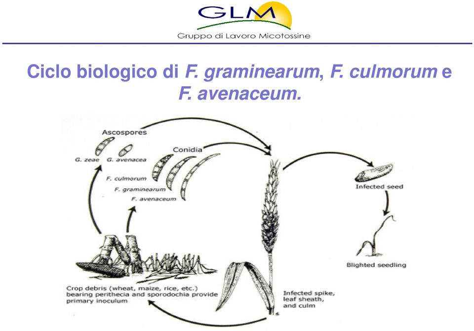 graminearum, F.