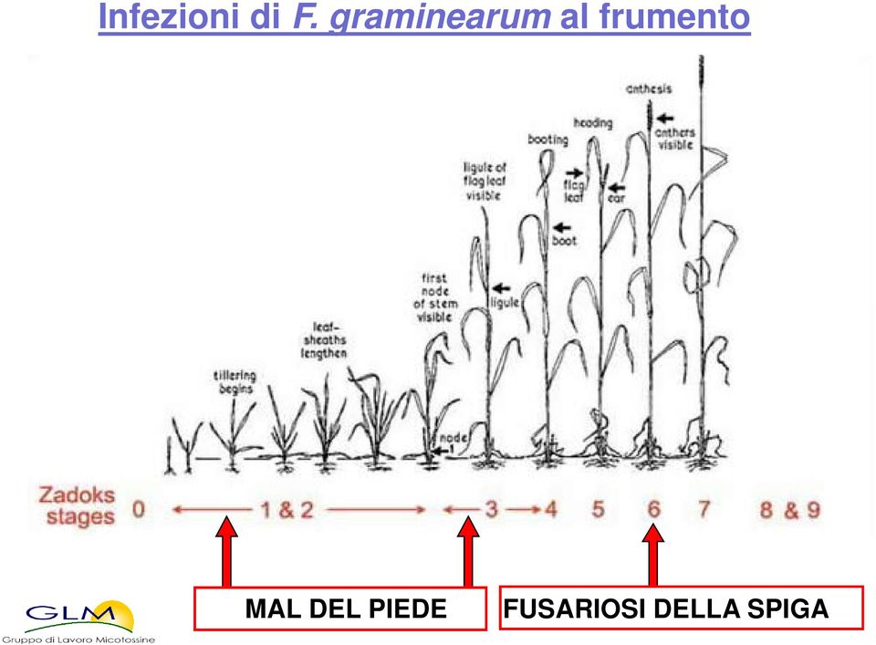 frumento MAL DEL