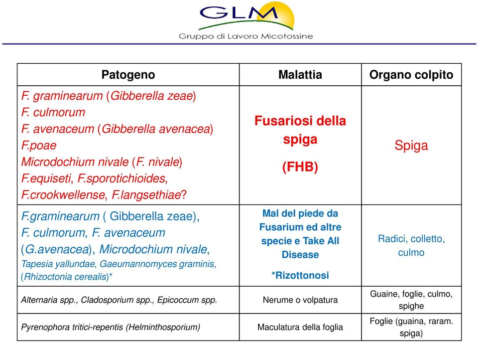 avenacea), Microdochium nivale, Tapesia yallundae, Gaeumannomyces graminis, (Rhizoctonia cerealis)* Fusariosi della spiga (FHB) Mal del piede da Fusarium ed altre specie e Take