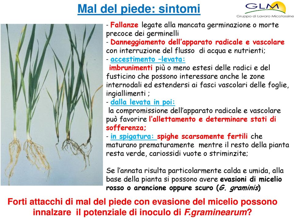 dalla levata in poi: la compromissione dell apparato radicale e vascolare può favorire l allettamento e determinare stati di sofferenza; - in spigatura: spighe scarsamente fertili che maturano