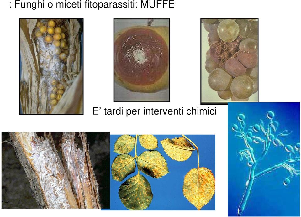 MUFFE E tardi per