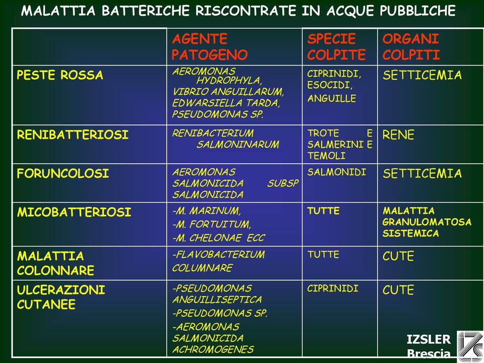 AEROMONAS SALMONICIDA SALMONICIDA SUBSP SALMONIDI SETTICEMIA MICOBATTERIOSI -M. MARINUM, -M. FORTUITUM, -M.