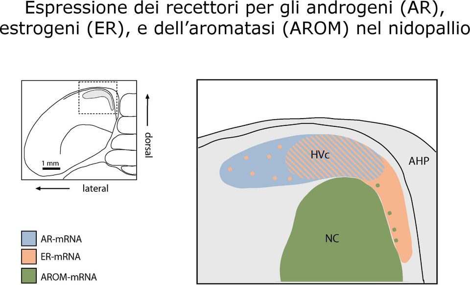 estrogeni (ER), e dell