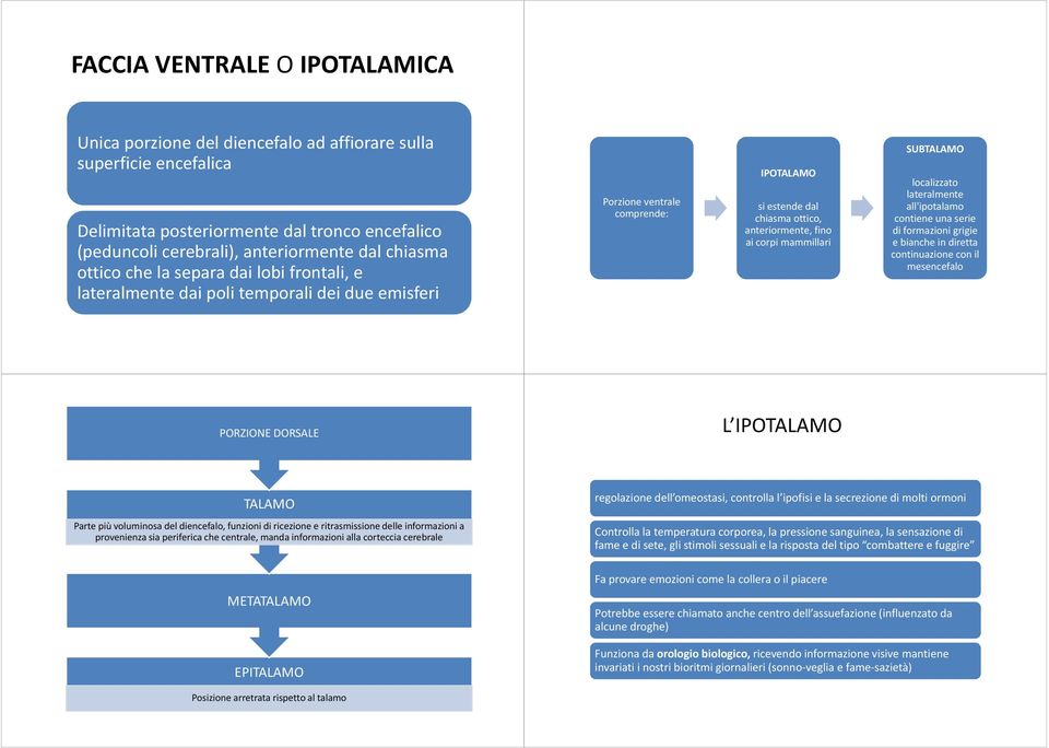 mammillari SUBTALAMO localizzato lateralmente all'ipotalamo contiene una serie di formazioni grigie e bianche in diretta continuazione con il mesencefalo PORZIONE DORSALE L IPOTALAMO TALAMO Parte più