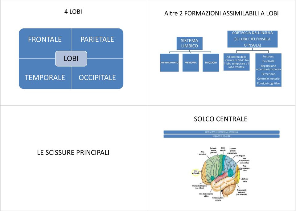 il lobo temporale e il lobo frontale Funzioni: Emotività Regolazione omeostasi corporea Percezione Controllo