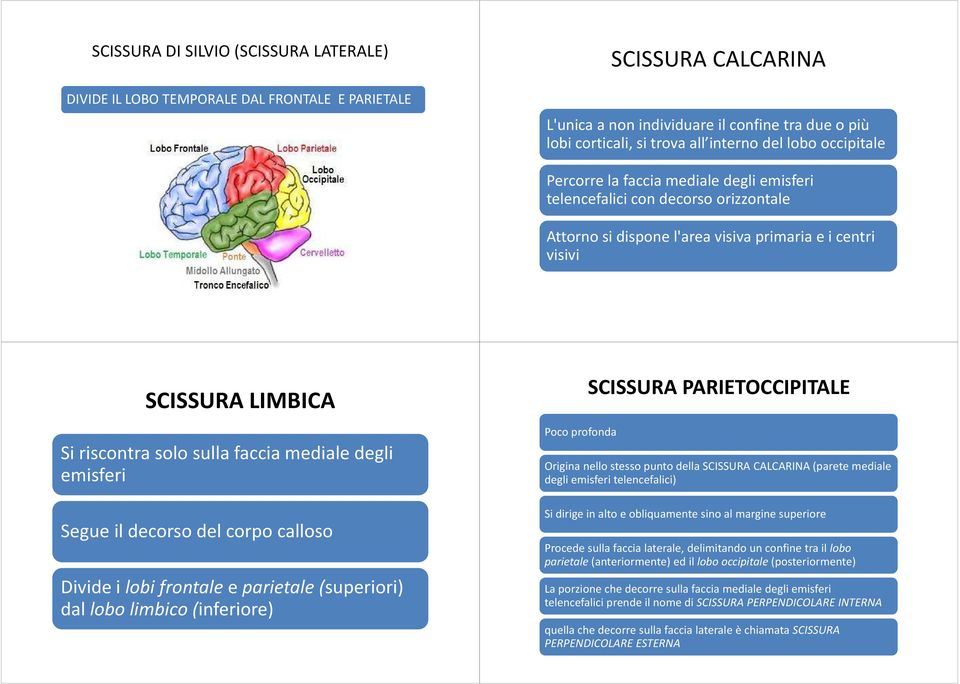 faccia mediale degli emisferi Segue il decorso del corpo calloso Divide i lobi frontale e parietale (superiori) dal lobo limbico(inferiore) Poco profonda SCISSURA PARIETOCCIPITALE Origina nello