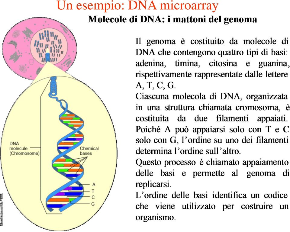 DNA