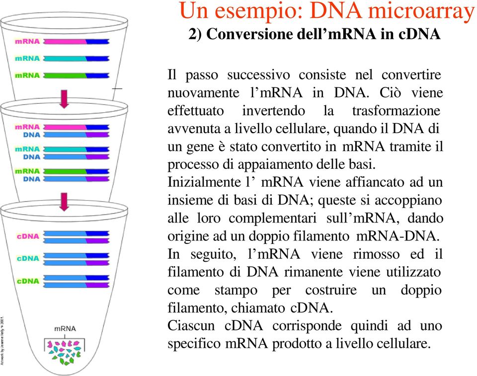 basi. Inizialmente l mrna viene affiancato ad un insieme di basi di DNA; queste si accoppiano alle loro complementari sull mrna, dando origine ad un doppio filamento mrna-dna.