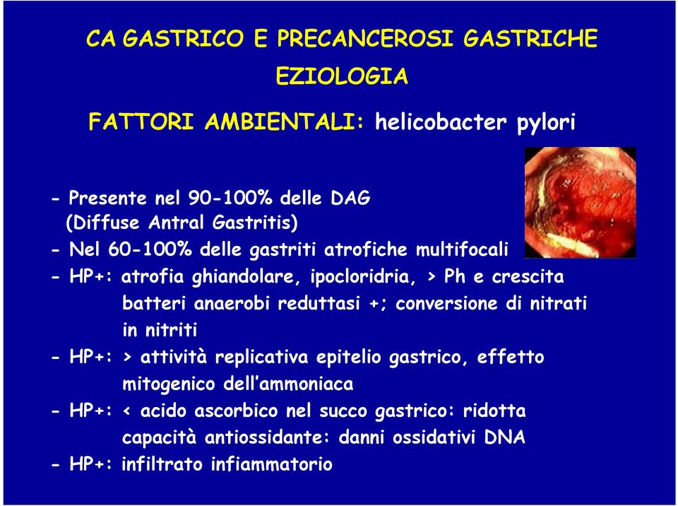 +; conversione di nitrati in nitriti - HP+: > attività replicativa epitelio gastrico, effetto mitogenico dell ammoniaca -