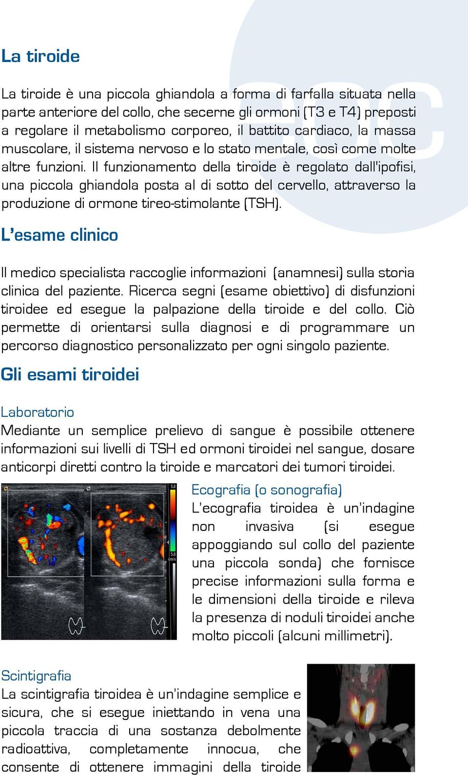 Il funzionamento della tiroide è regolato dall'ipofisi, una piccola ghiandola posta al di sotto del cervello, attraverso la produzione di ormone tireo-stimolante (TSH).