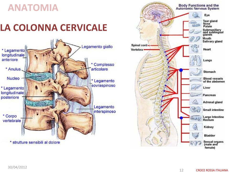 COLONNA