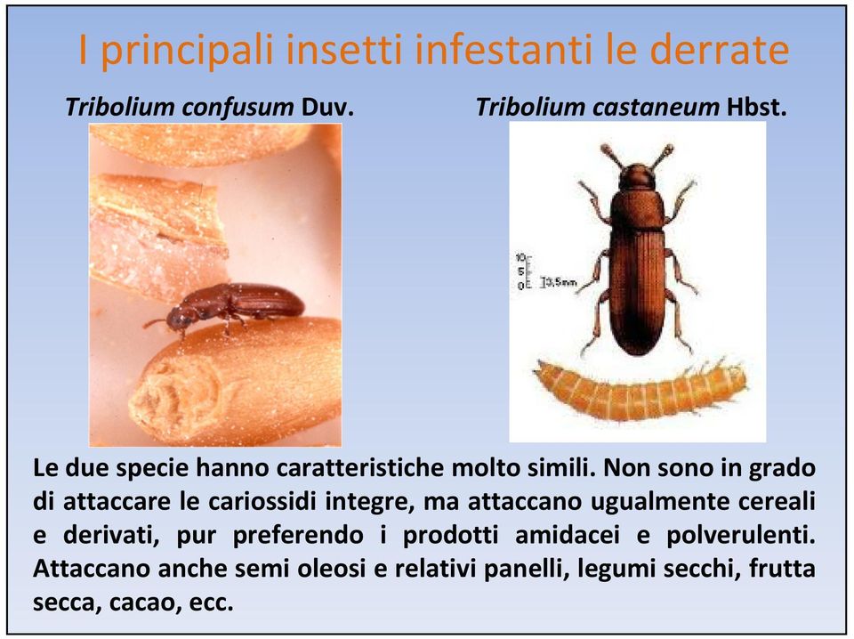 Non sono in grado di attaccare le cariossidi integre, ma attaccano ugualmente