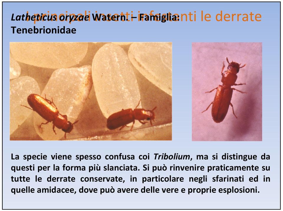 Tribolium, ma si distingue da questi per la forma più slanciata.