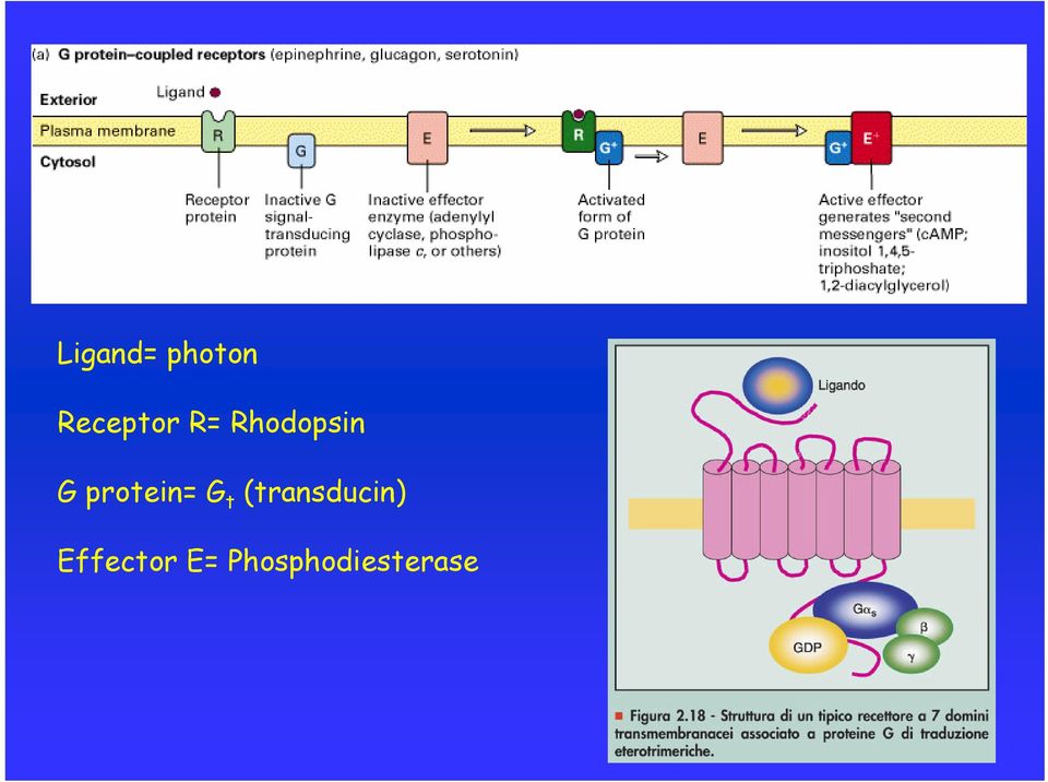 G t (transducin)