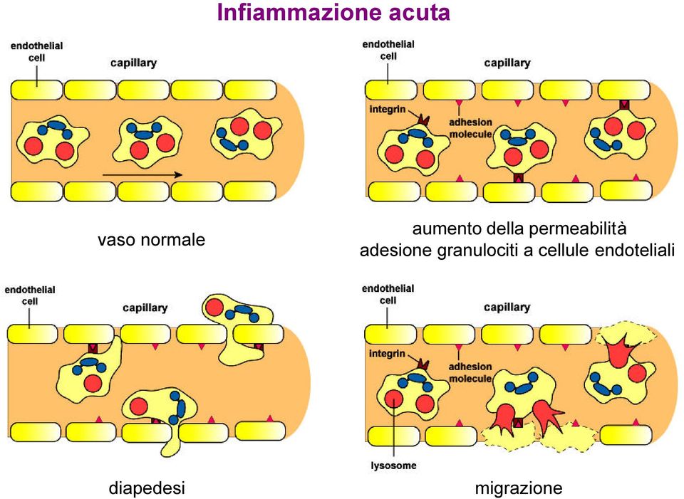 permeabilità adesione