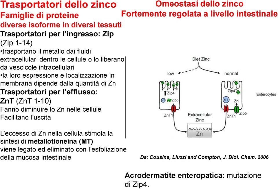 1-10) Fanno diminuire lo Zn nelle cellule Facilitano l uscita Omeostasi dello zinco Fortemente regolata a livello intestinale L eccesso di Zn nella cellula stimola la sintesi di