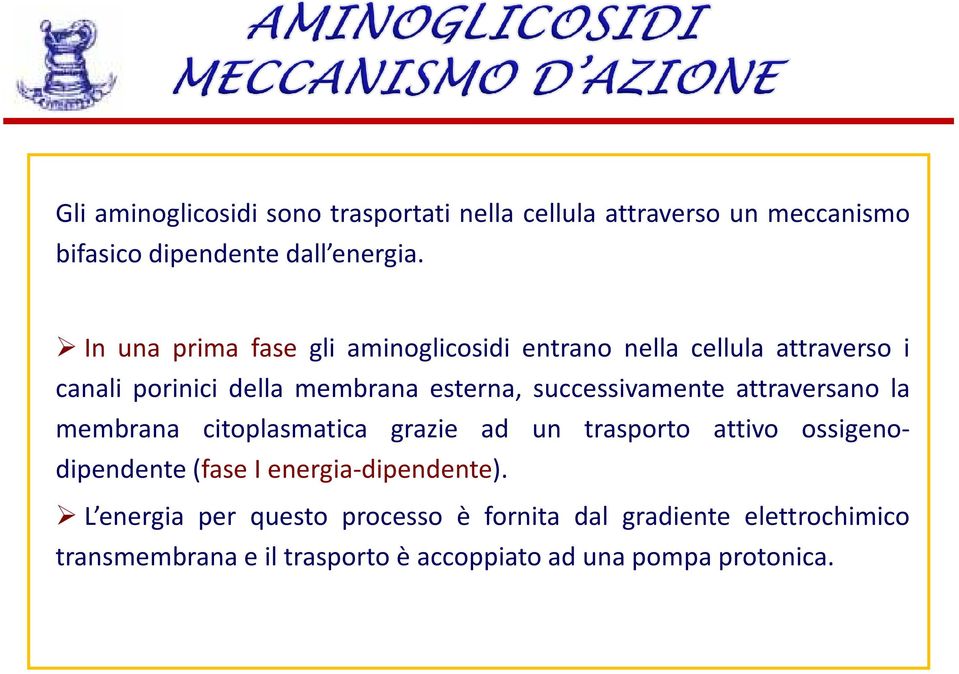 successivamente attraversano la membrana citoplasmatica grazie ad un trasporto attivo ossigenodipendente(fase I