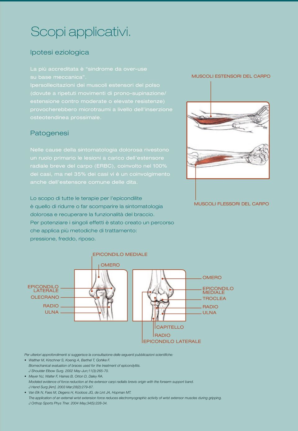 inserzione osteotendinea prossimale.