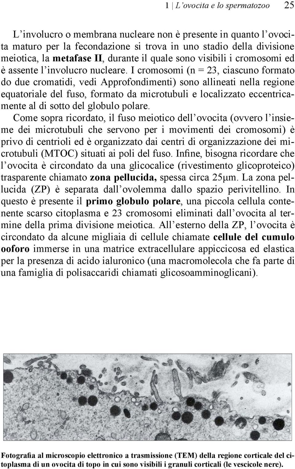 I cromosomi (n = 23, ciascuno formato do due cromatidi, vedi Approfondimenti) sono allineati nella regione equatoriale del fuso, formato da microtubuli e localizzato eccentricamente al di sotto del