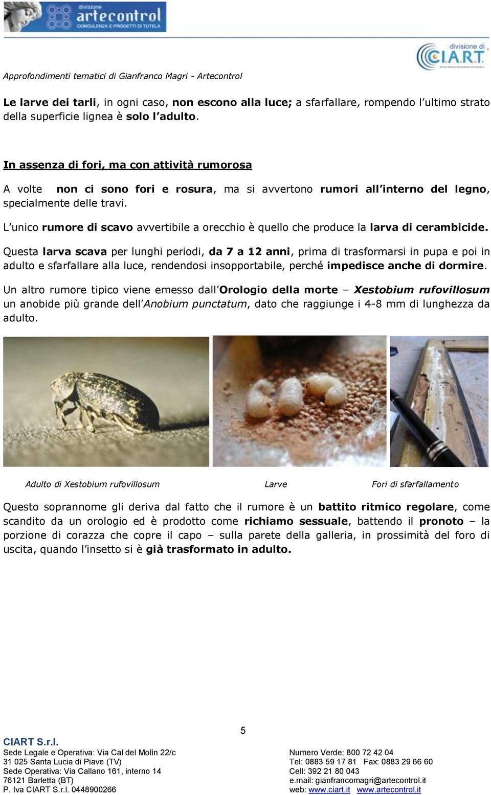 L unico rumore di scavo avvertibile a orecchio è quello che produce la larva di cerambicide.