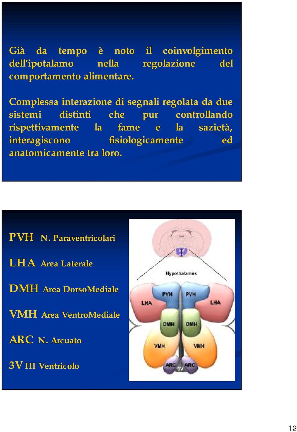 rispettivamente la fame e la sazietà, interagiscono fisiologicamente ed anatomicamente tra loro.