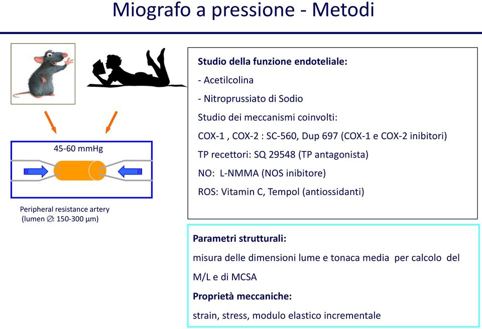 (NOS inibitore) ROS: Vitamin C, Tempol (antiossidanti) Peripheral resistance artery (lumen : 150-300 µm) Parametri strutturali: