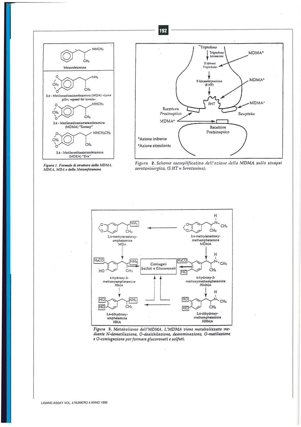 o AziC'lnc inib~nte -Azione stimolante 5Idn,~",i 'rripto(,\n(' t 5 [dros~lti?ti\",lnc' (S HT) t Rec~ttC'lre Postsinaptico MDMA Q MDMN Figuro 2. SclU.!1IIt1 esenrplificlllirjo dcil'ii:;iollt.