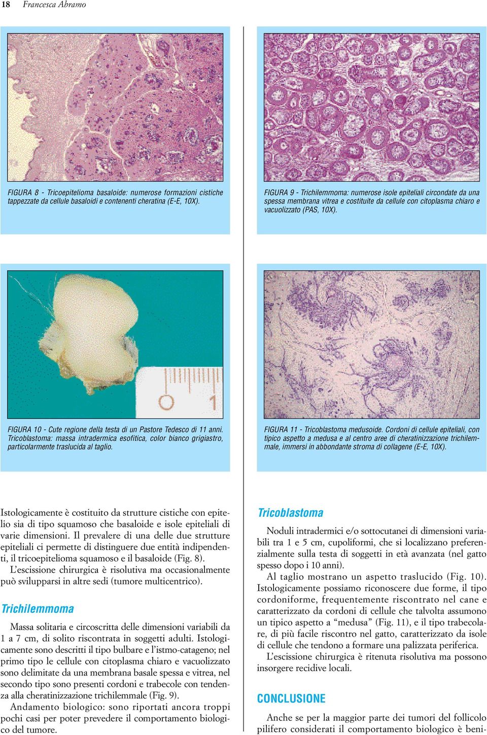 FIGURA 10 - Cute regione della testa di un Pastore Tedesco di 11 anni. Tricoblastoma: massa intradermica esofitica, color bianco grigiastro, particolarmente traslucida al taglio.