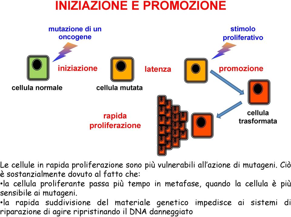 Ciò è sostanzialmente dovuto al fatto che: la cellula proliferante passa più tempo in metafase, quando la cellula è più sensibile