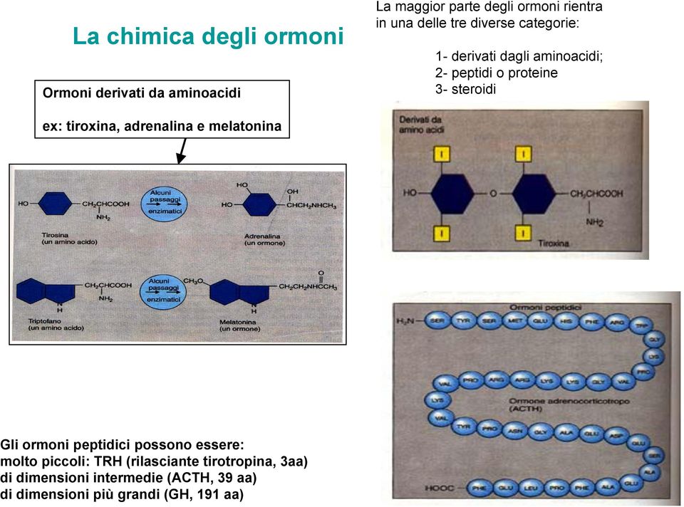 tiroxina, adrenalina e melatonina Gli ormoni peptidici possono essere: molto piccoli: TRH