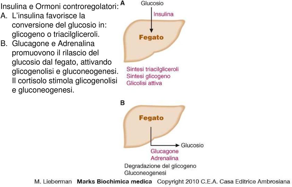 triacilgliceroli. B.