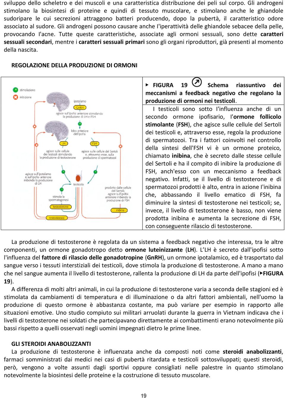 caratteristico odore associato al sudore. Gli androgeni possono causare anche I'iperattività delle ghiandole sebacee della pelle, provocando I'acne.