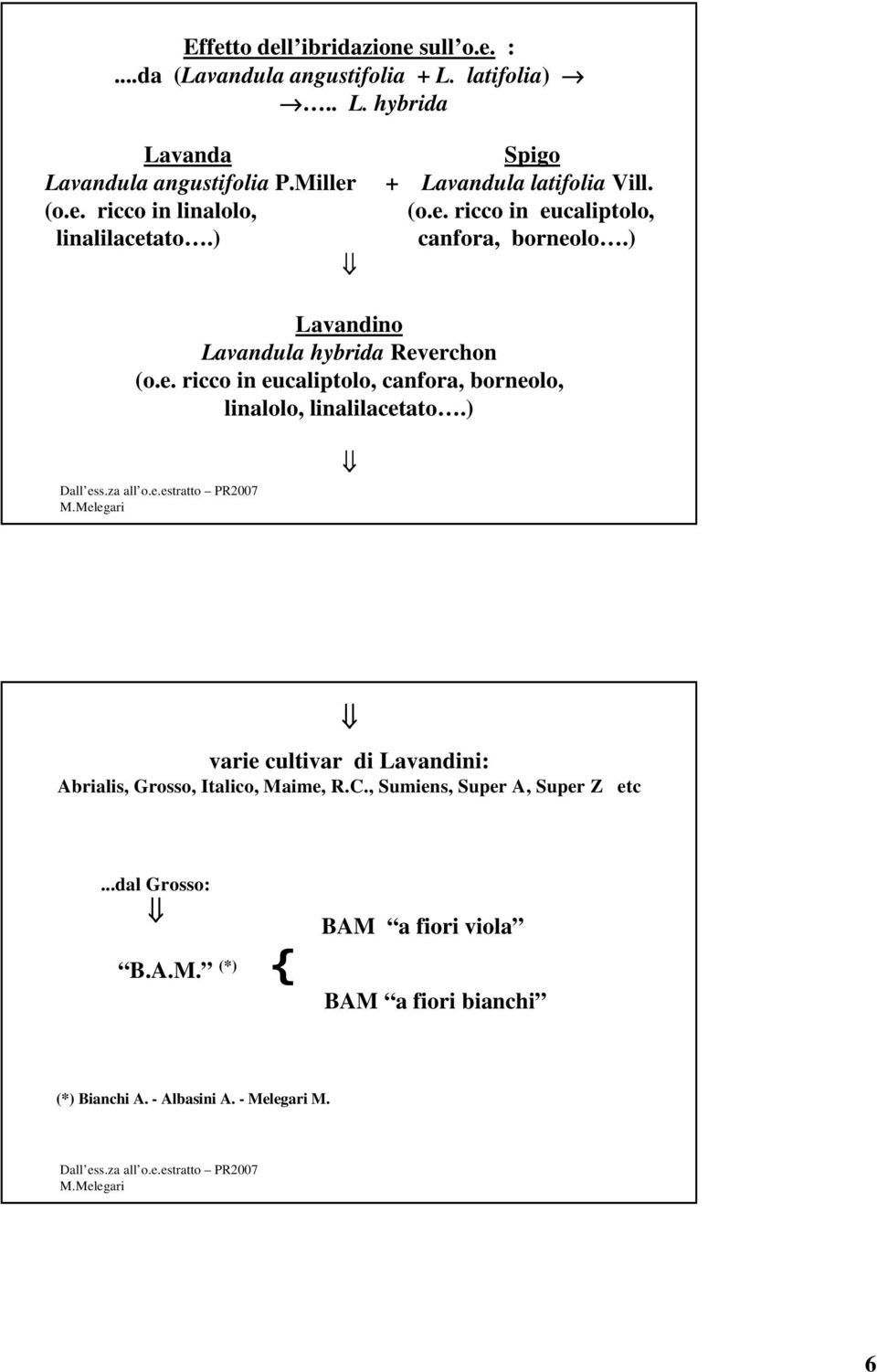 ) Lavandino Lavandula hybrida Reverchon (o.e. ricco in eucaliptolo, canfora, borneolo, linalolo, linalilacetato.